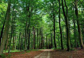春天郁郁葱葱树林风景摄影图片